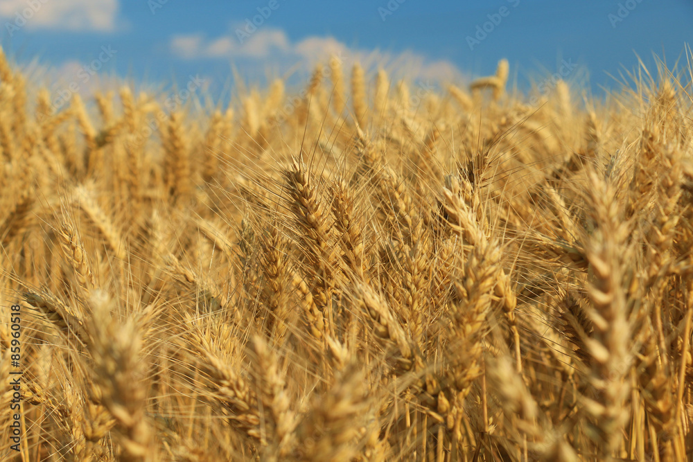 wheat field wheat field