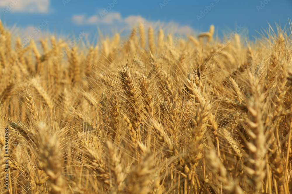 wheat field