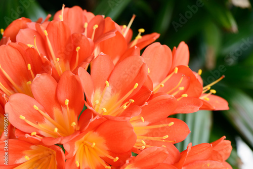 clivia miniata in full bloom photo
