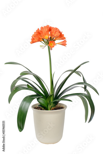 Fototapeta Naklejka Na Ścianę i Meble -  clivia miniata in full bloom