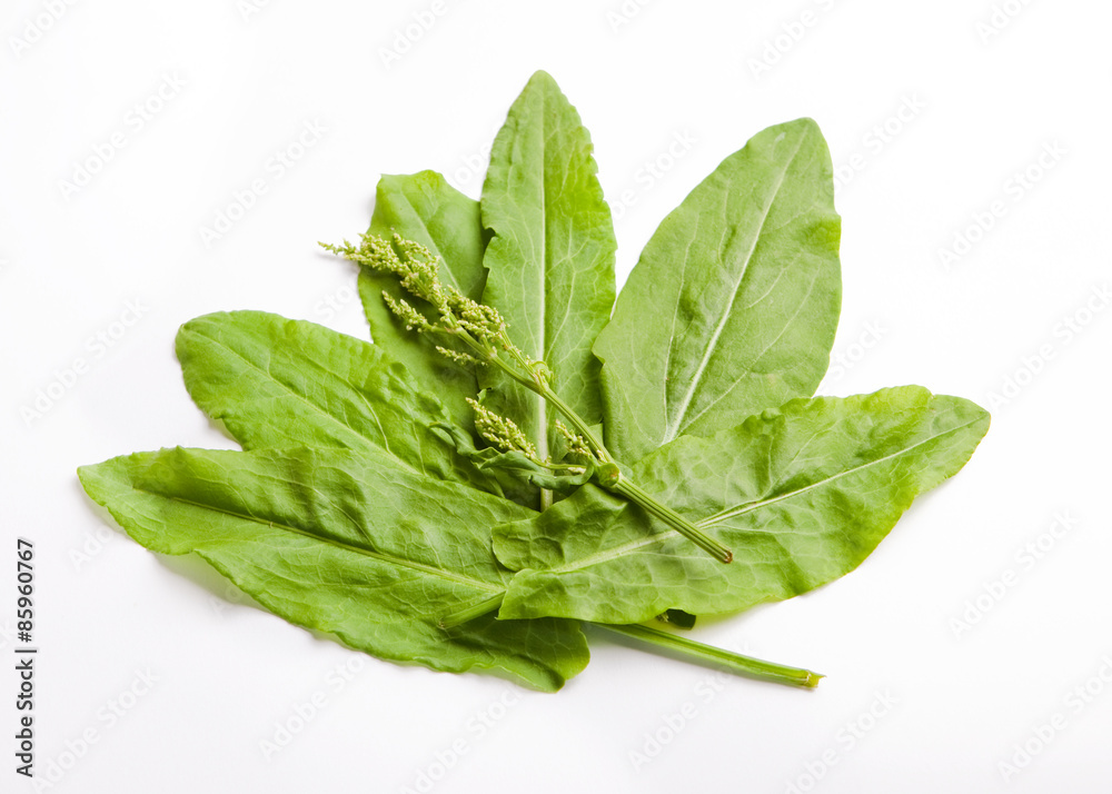 frische Sauerampfer-Blätter mit Blüte, weißer Hintergrund, 