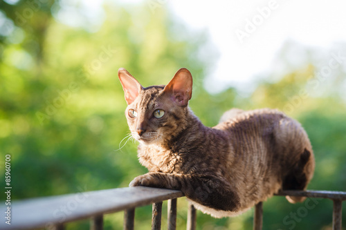 Cuadro en lienzo Cornish rex gray cat
