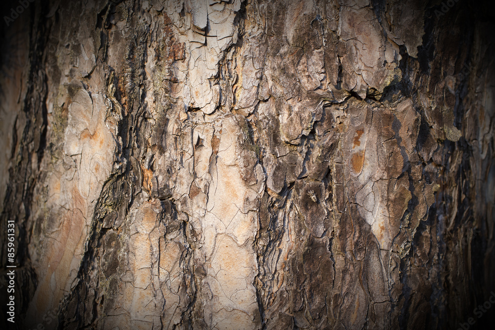 Obraz premium Bark of a pine tree