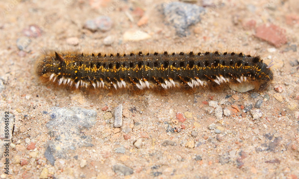 Drinker (Euthrix potatoria) caterpillar on a gravel ground Drinker (Euthrix potatoria) caterpillar on a gravel ground