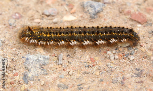 Drinker (Euthrix potatoria) caterpillar on a gravel ground