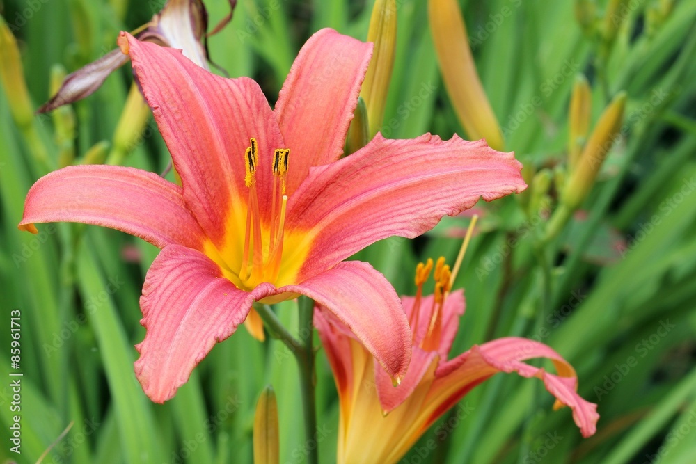 Daylily Daylily