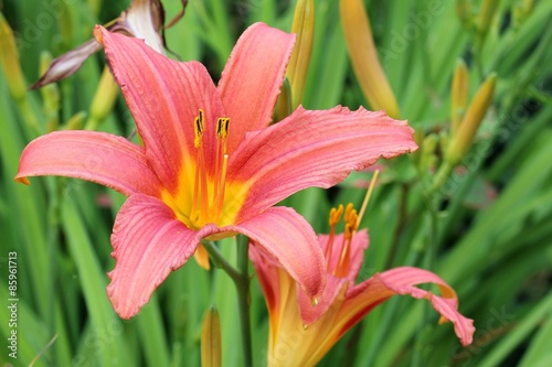 Daylily