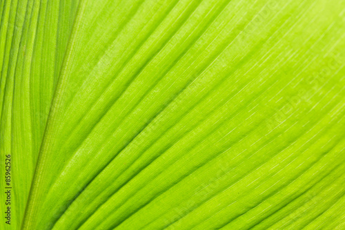 Close-up of Turmeric leaves, Natural green background.