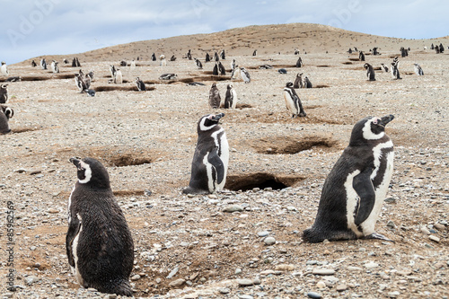 Penguin colony on Isla Magdalena island, Chile
