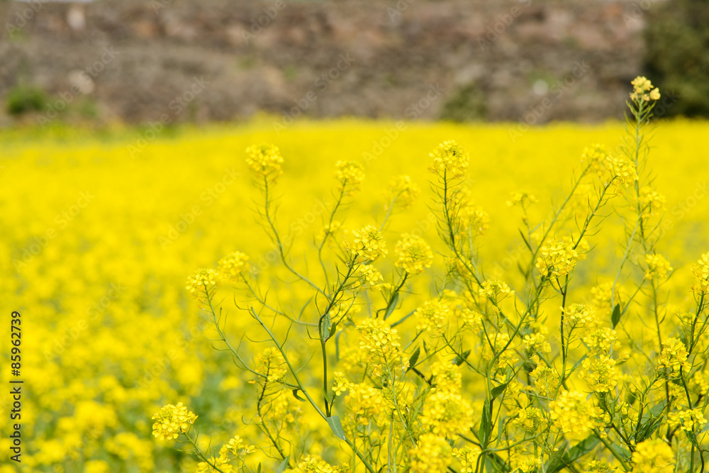 Obraz premium rape flowers in a farm field