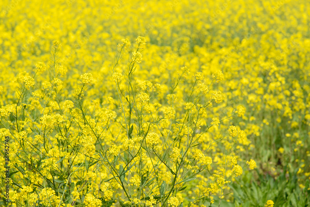 rape flowers in a farm field rape flowers in a farm field