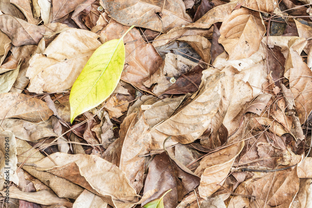  Dry leaves