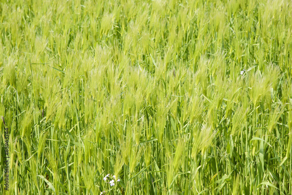 Obraz premium closeup of green barley field