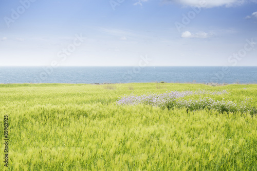 Landscape of green barley field