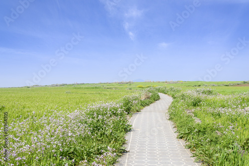 Landscape of green barley field and horizon photo