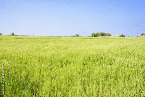Landscape of green barley field and horizon