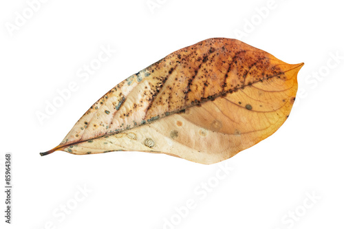  Dry leaves isolated on white background.