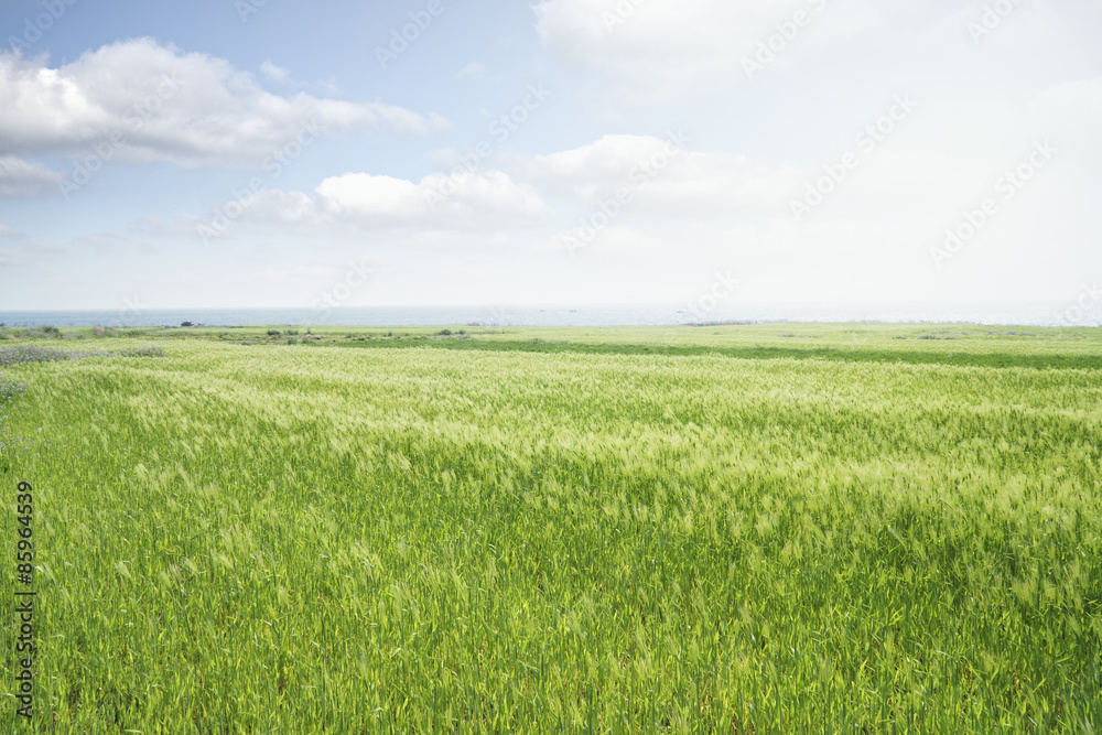 Obraz premium Landscape of green barley field and horizon