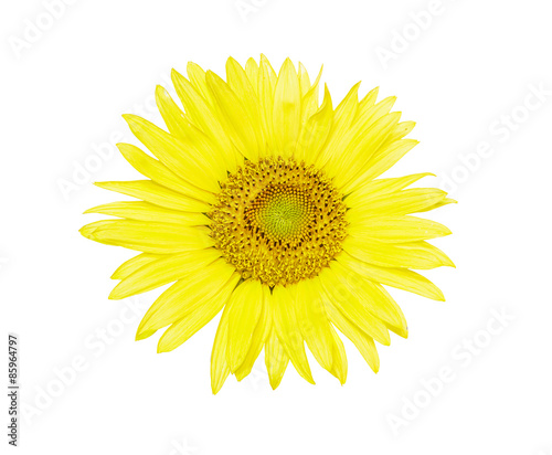 sunflower isolated on white background