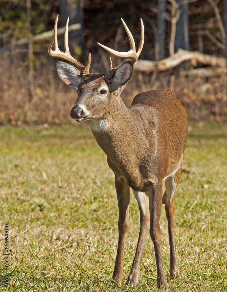 White tailed Deer buck with antlers in Cades Cove. White tailed Deer buck with antlers in Cades Cove.