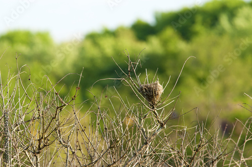 Bird's nest in tall grasses. © bettys4240