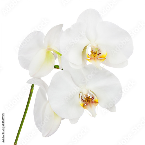 Flowers orchids isolated on white background.