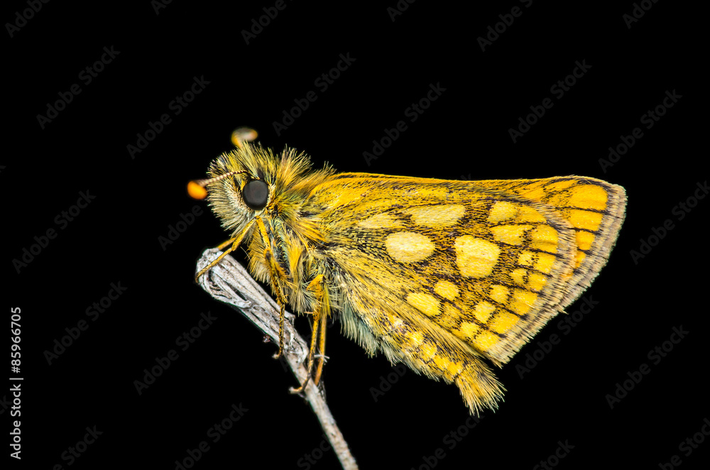 Fototapeta premium Yellow butterfly at night