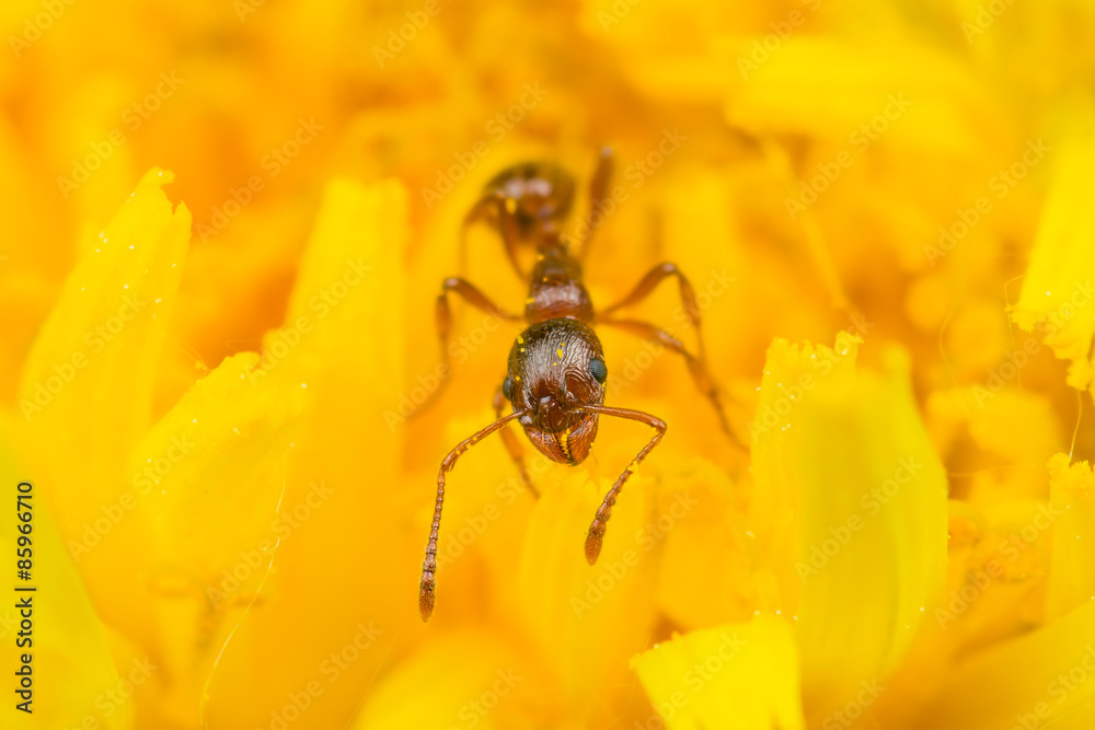 Red ant harvesting pollen on yellow flower Red ant harvesting pollen on yellow flower