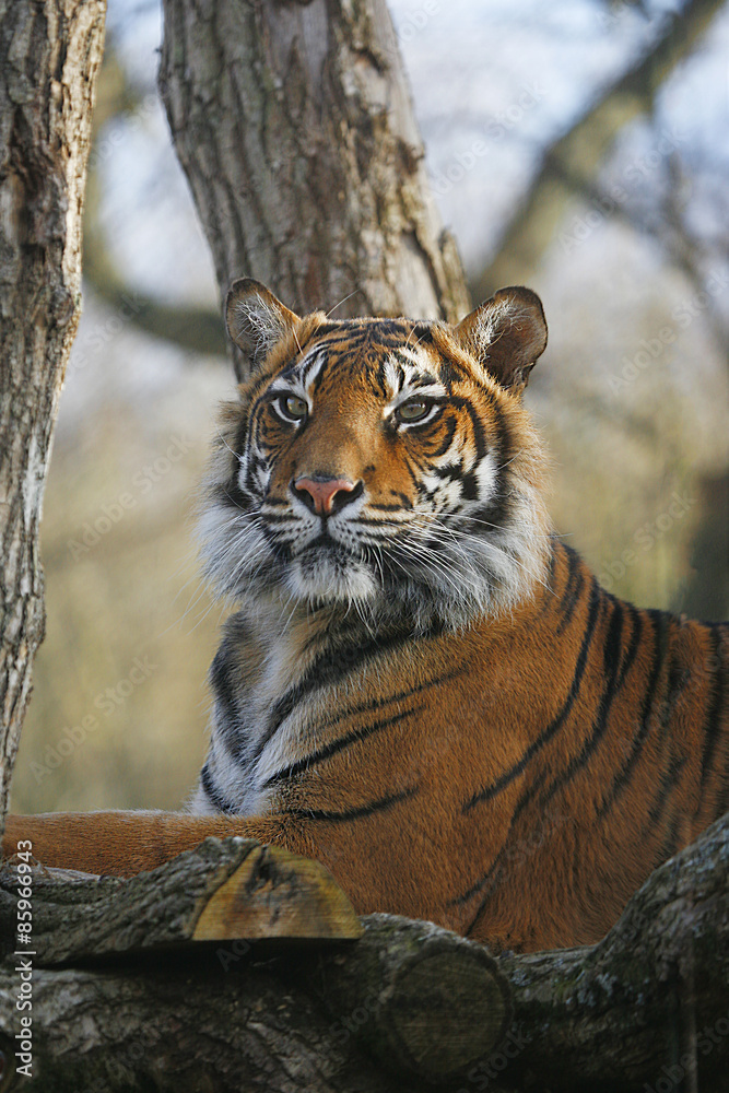 Fototapeta premium Sumatran Tiger