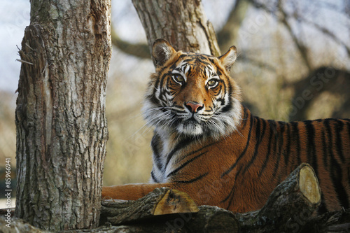 Sumatran Tiger photo