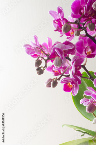 pink orchid flowers