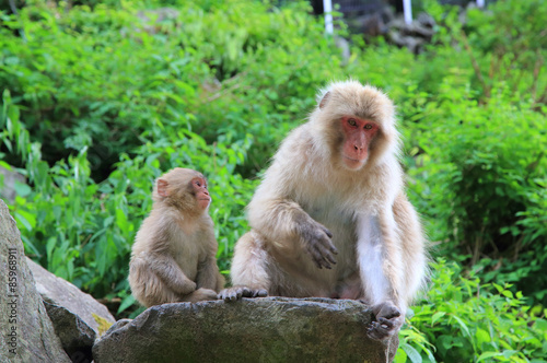 野生の猿の親子　春の地獄谷