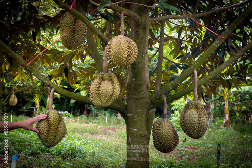 Durian grown children who are ripe on the tree can be eaten.