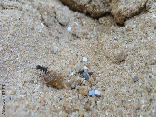 The efforts of the little ant 