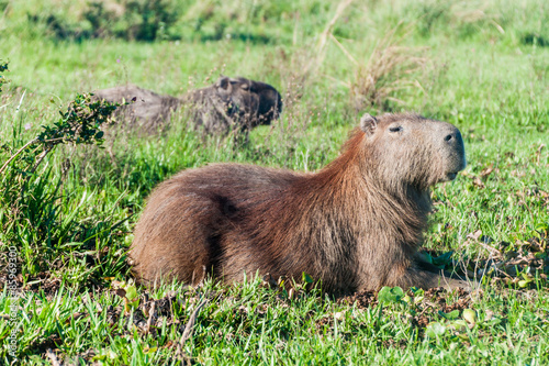 Capybara in Esteros del Ibera