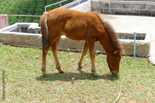 pony is eating grass