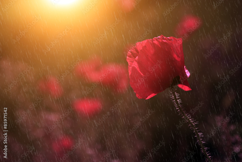 Fototapeta premium Summer / spring rain and beautiful poppy flower