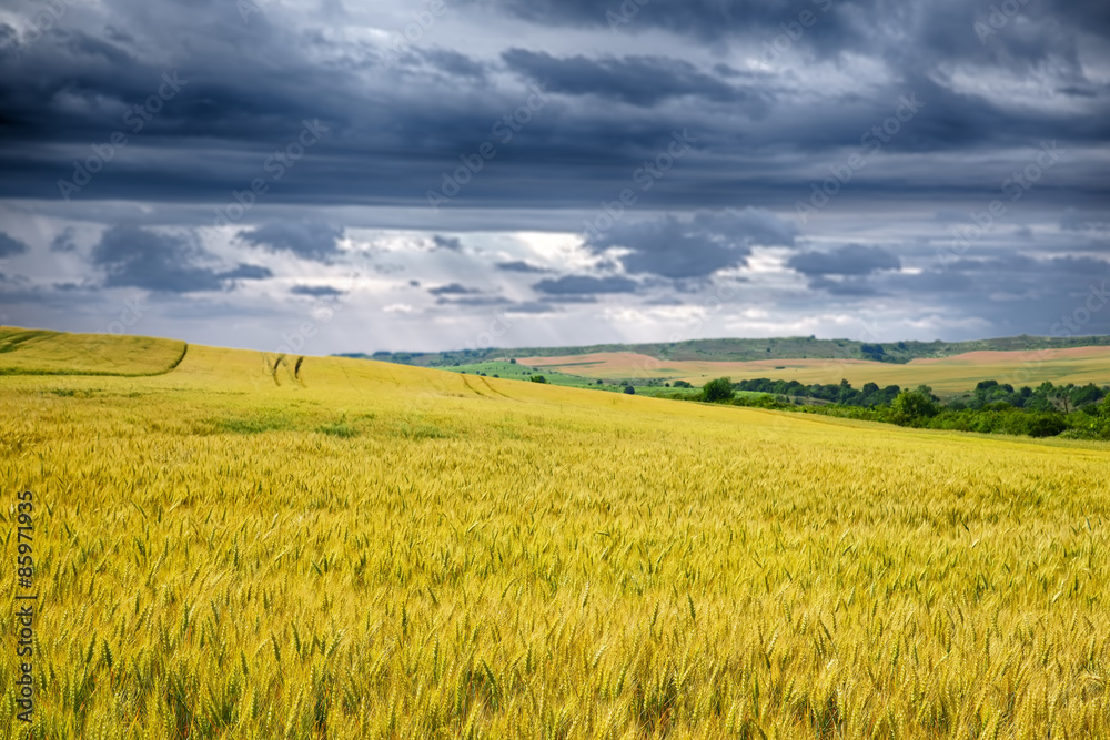Fototapeta premium Wheat field against a dark sky