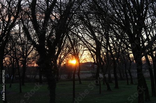 sunset through the trees