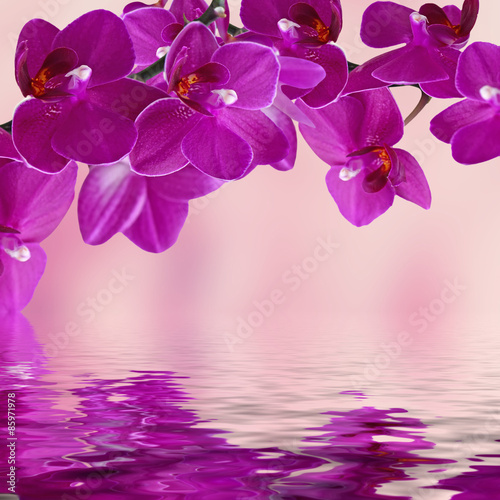 Close-up of pink orchid phalaenopsis. Bouquet of flowers orchids reflected in water
