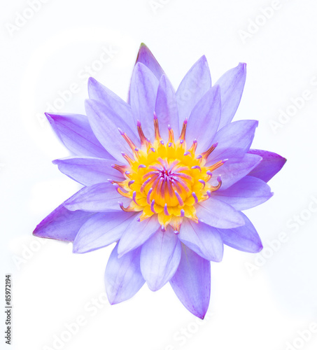 Lotus close up with yellow stamens isolated on white background.