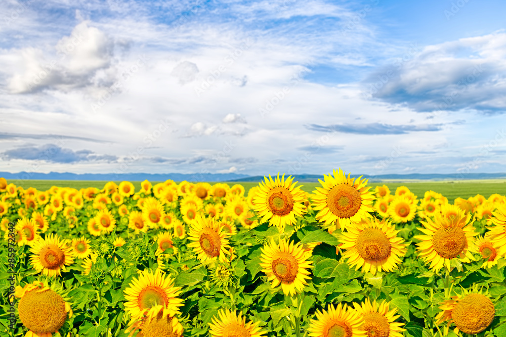 Fototapeta premium Sunflowers on a large field of sunflowers