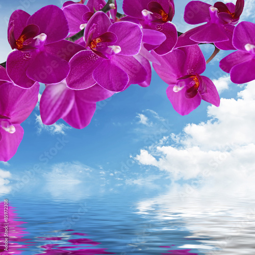 Close-up of pink orchid phalaenopsis. Bouquet of flowers orchids reflected in water