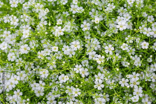 Background of little white flowers blooming bush