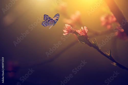 Vintage photo of butterfly and tree flower blossoms photo