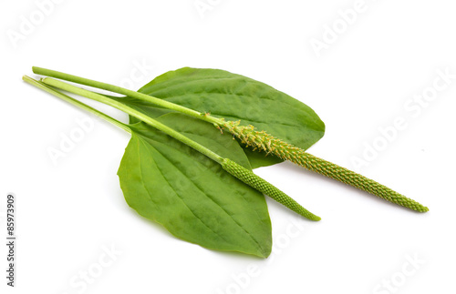 Fotografi Greater Plantain, Plantago major or Soldier's Herb