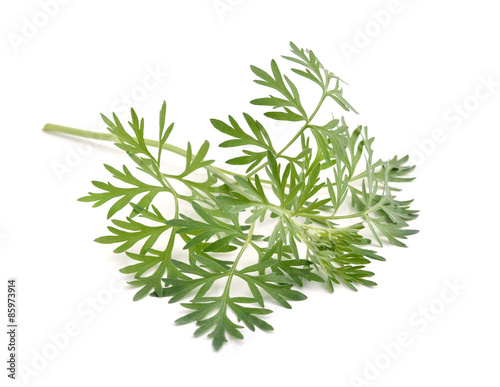 Artemisia absinthium isolated on white background.