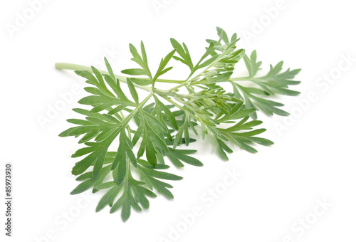 Artemisia absinthium isolated on white background.
