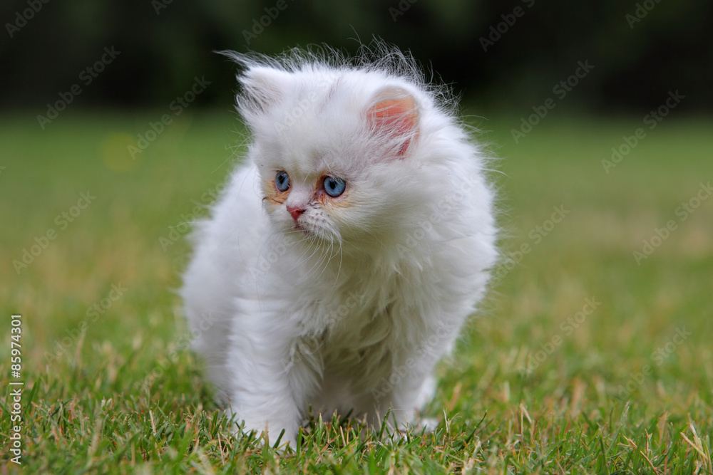 Fototapeta premium Young persian cat, green outdoor