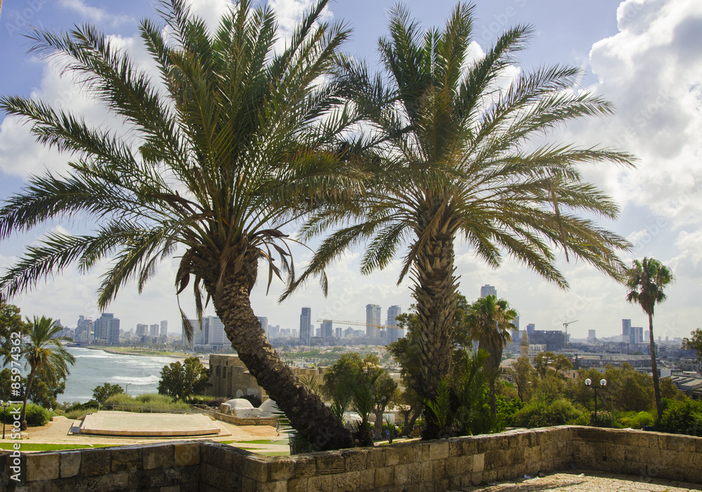 Palm and Tel-Aviv view from the old Jaffa